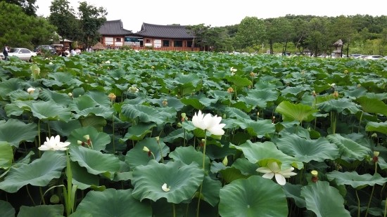 대학칼국수 이미지