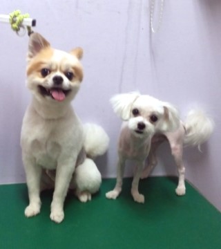 치치차차 이미지
