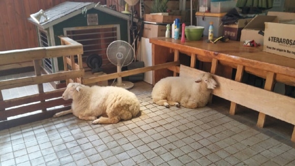 카페양 이미지
