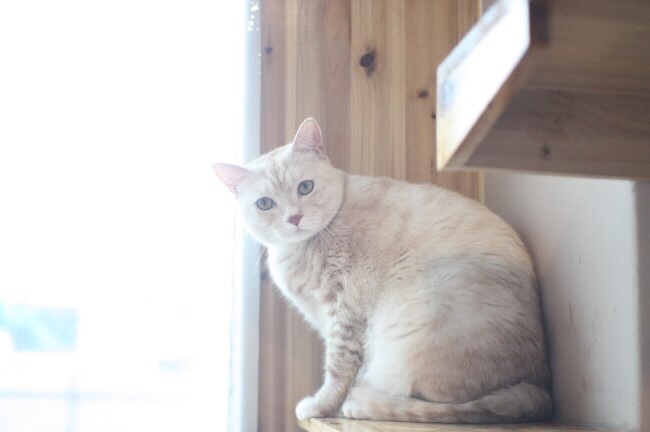 캣츠호텔 이미지