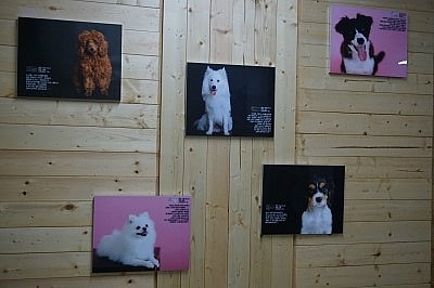 부천 강아지 수영장 & 애견카페 커멍커멍 이용 후기 — 사진 2