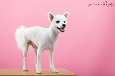 부천 강아지 수영장 & 애견카페 커멍커멍 이용 후기 — 사진 13