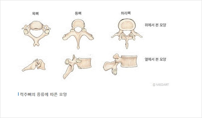 [척추구조]그림으로 보는 척추체 : 네이버 블로그