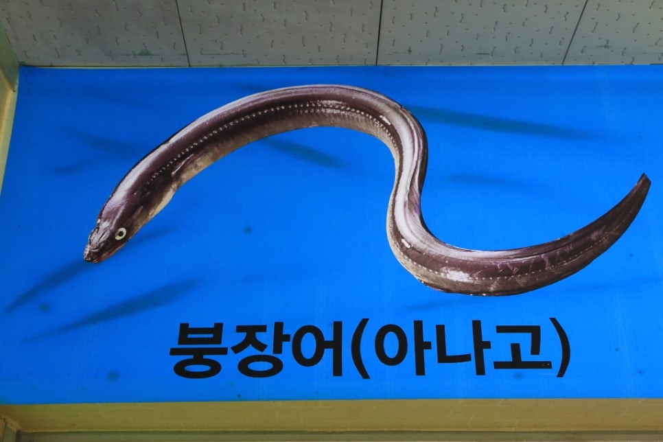 노형바다장어 이미지