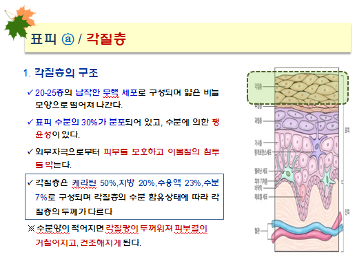 피부 각질층의 구조와 기능_세르망 피부정보 : 네이버 블로그