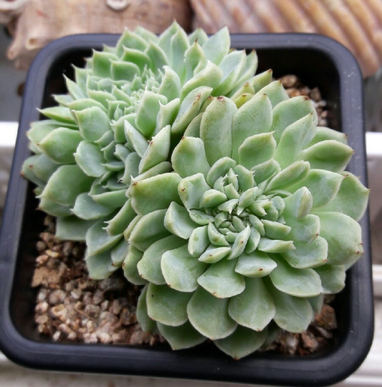 다육에빠지다 이미지