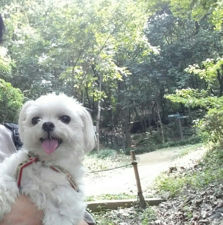 콩이 이미지