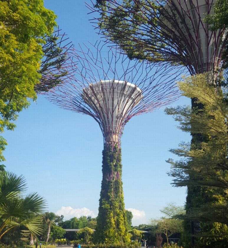 바이더카 이미지
