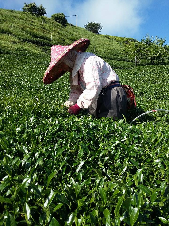 리산(梨山)茶區와 대우령(大禹嶺) : 네이버 블로그