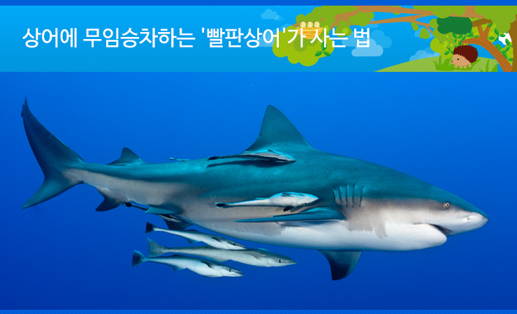 상어에 무임승차하는 '빨판상어'가 사는 법 : 네이버 블로그