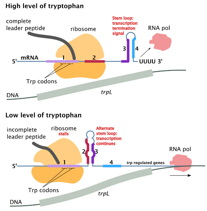 트립토판 오페론(trp operon) 억제성 오페론 네이버 블로그