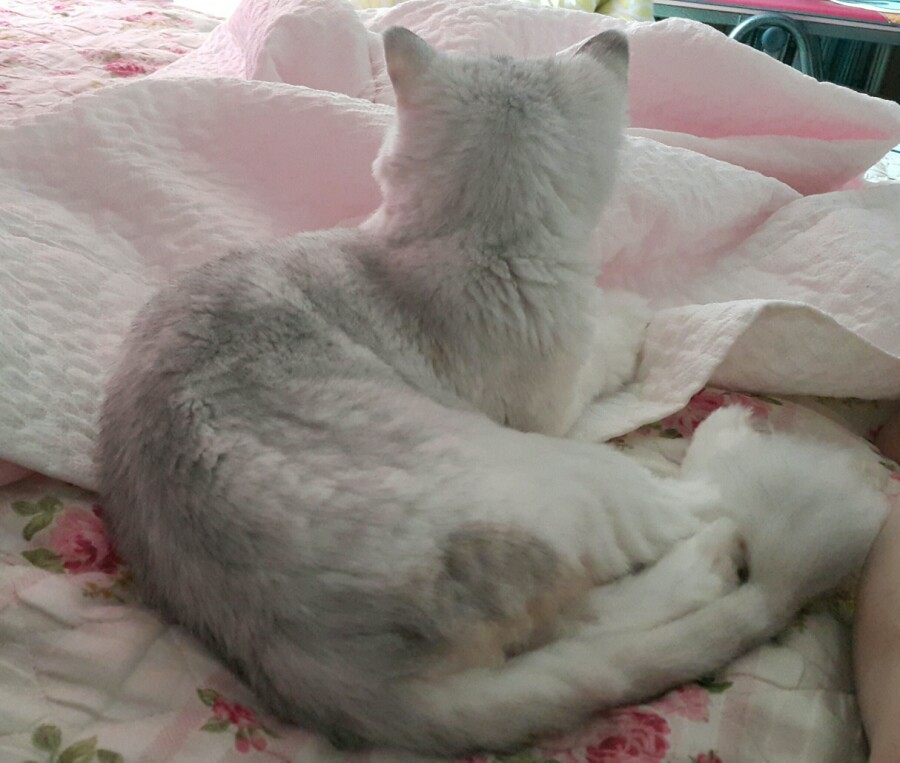 몽코 이미지