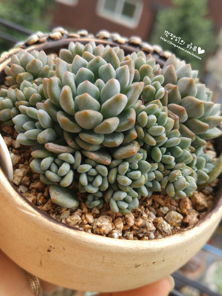 흥부네다육 이미지