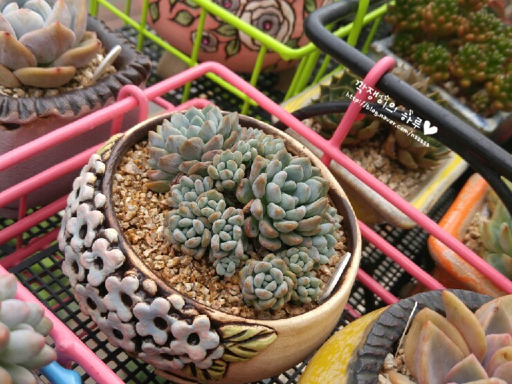 흥부네다육 이미지