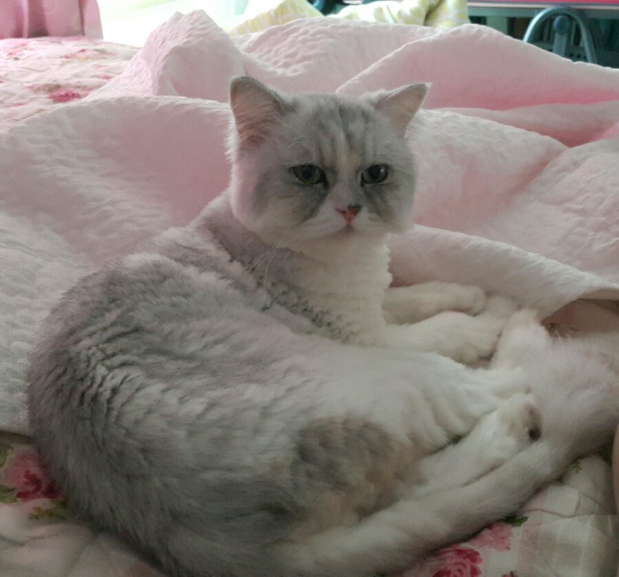 몽코 이미지