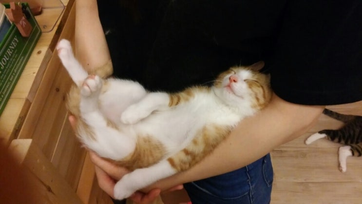 냥다방 이미지