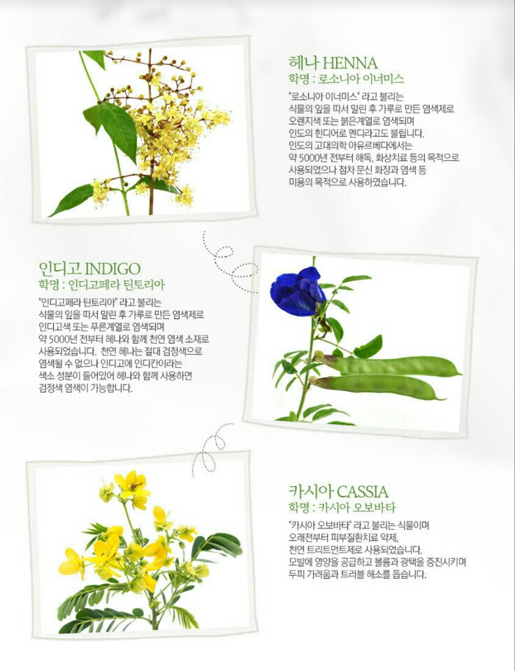 퀸즈헤나 두피 이미지