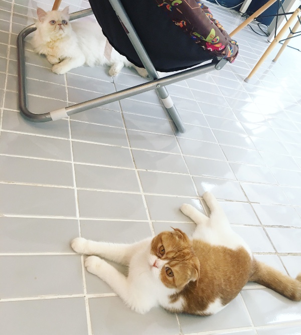 우리 타코 이미지