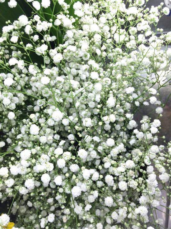 플로미아 이미지