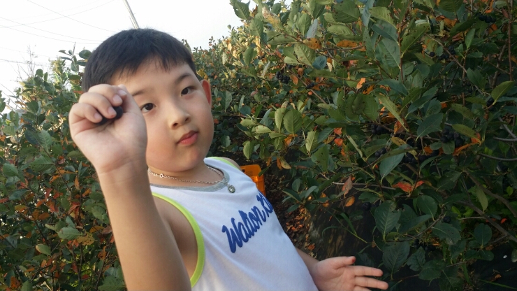 설악산아로니아 이미지
