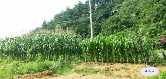 해오름농장 이미지