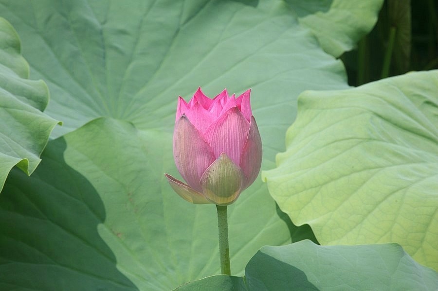 지구혼수방 이미지