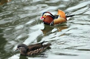 지구혼수방 이미지