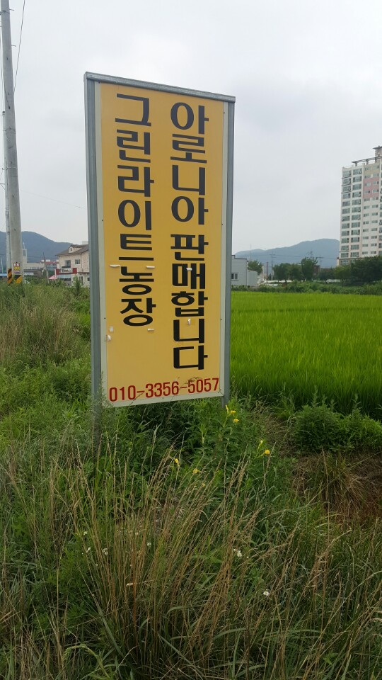 아로니아정원 이미지