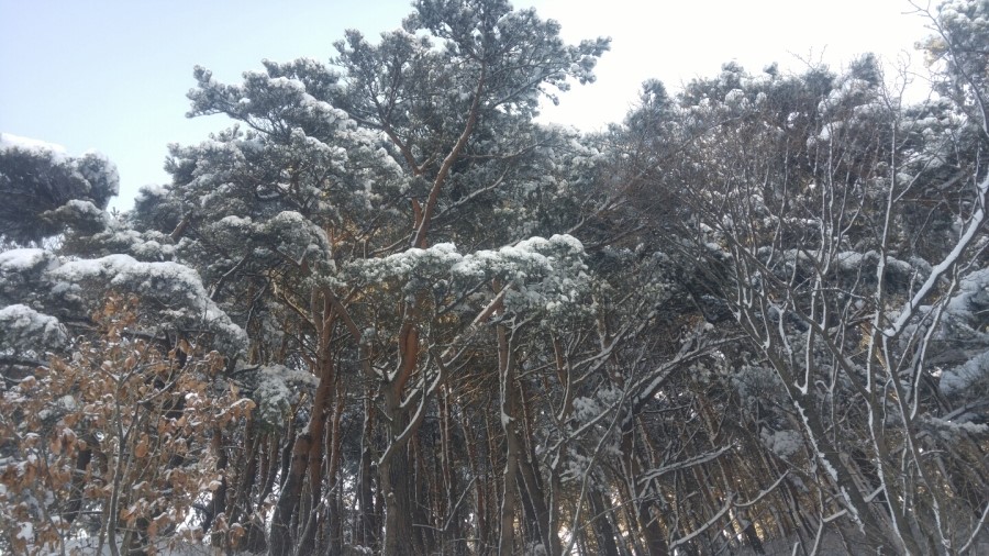 솔향민박 이미지