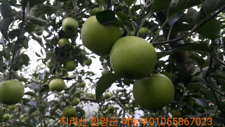 지리산 함양 허농부 이미지