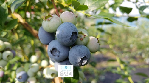 단비네 이미지