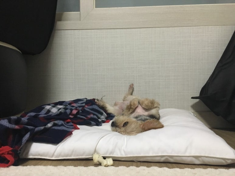 대가보양탕 이미지