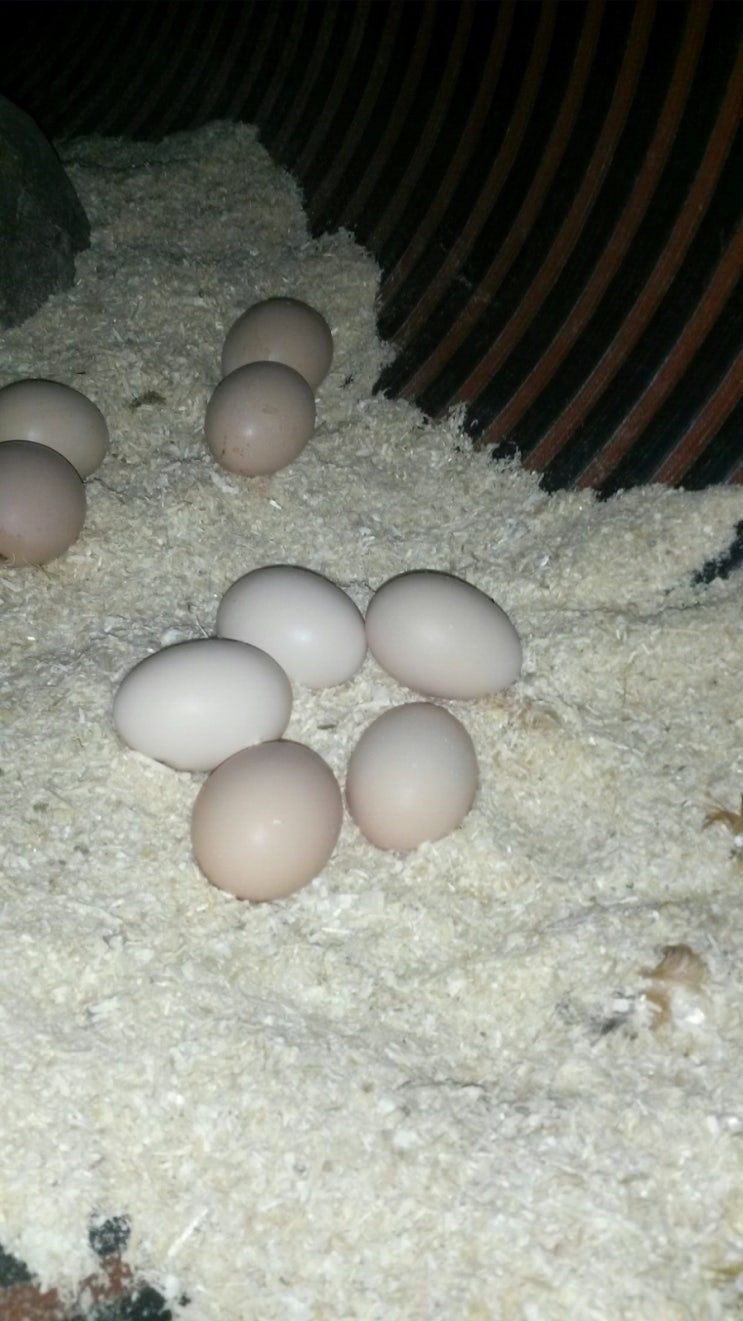 고운;유 이미지