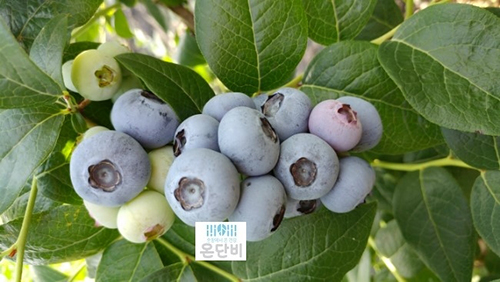 단비네 이미지