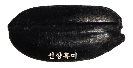 선향 이미지