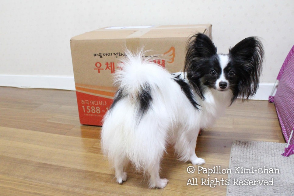 마카롱팩토리 이미지
