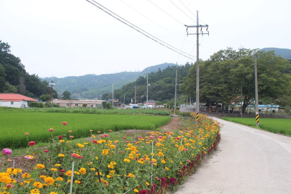 완주 원당교차로 이미지