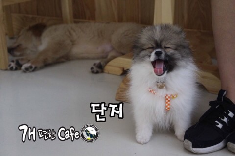 카페놀다 이미지