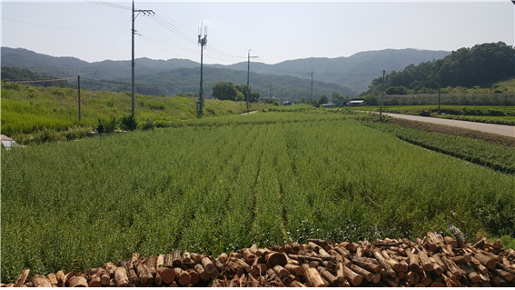 깨가쏟아지는마을 이미지