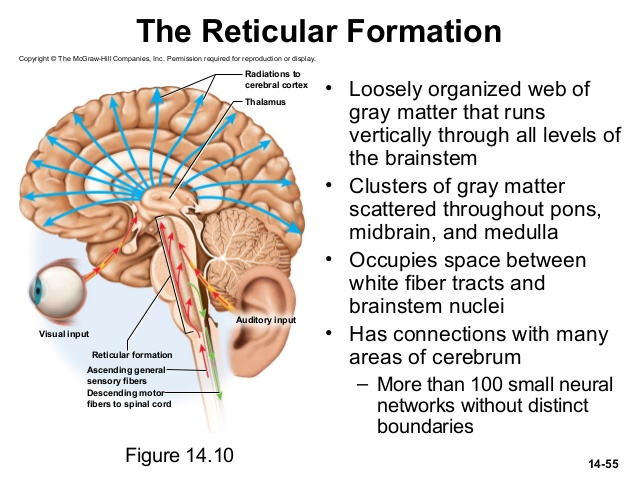 muscle-tone-decerebrate-rigidity-reticular-formation