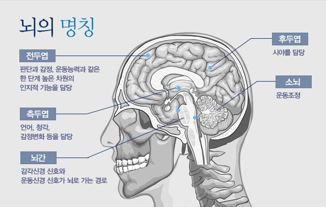 감각통합과 연관된 신경계의 구조 '수면에 관여하는 뇌간'에 대해 알아보기 : 네이버 블로그