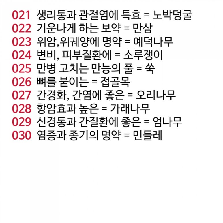 원주약초 이미지