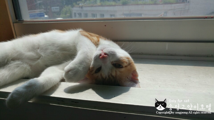 릴리호텔 이미지