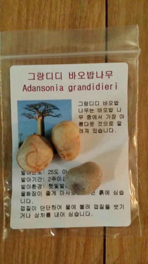 그랑디디 이미지