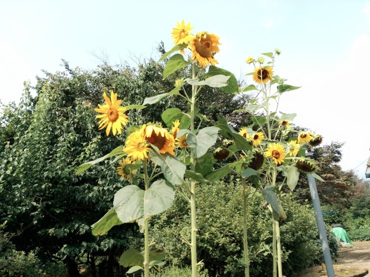 용담민박 이미지