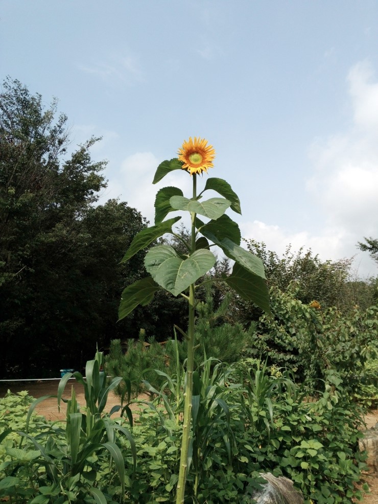 용담민박 이미지
