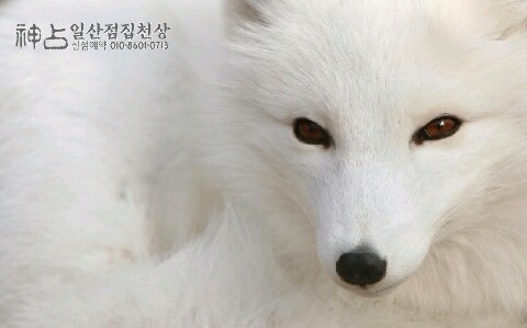 천상여우 이미지