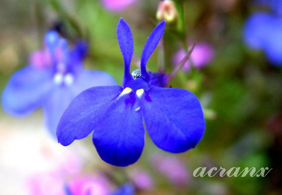 로벨리아(lobelia) 이미지