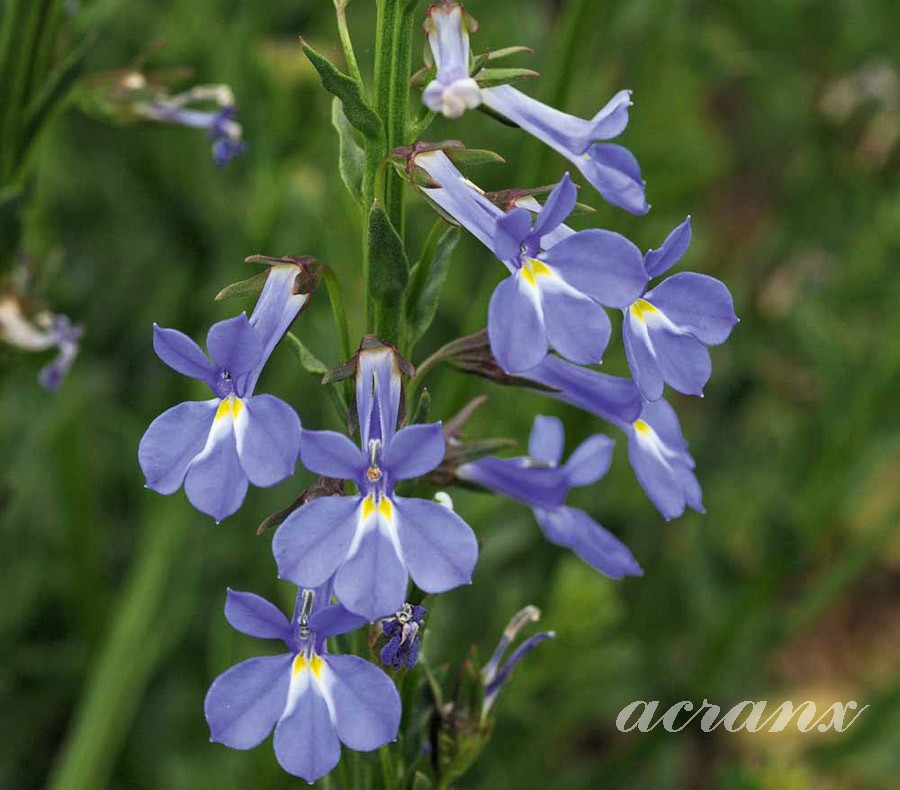 로벨리아(lobelia) 이미지