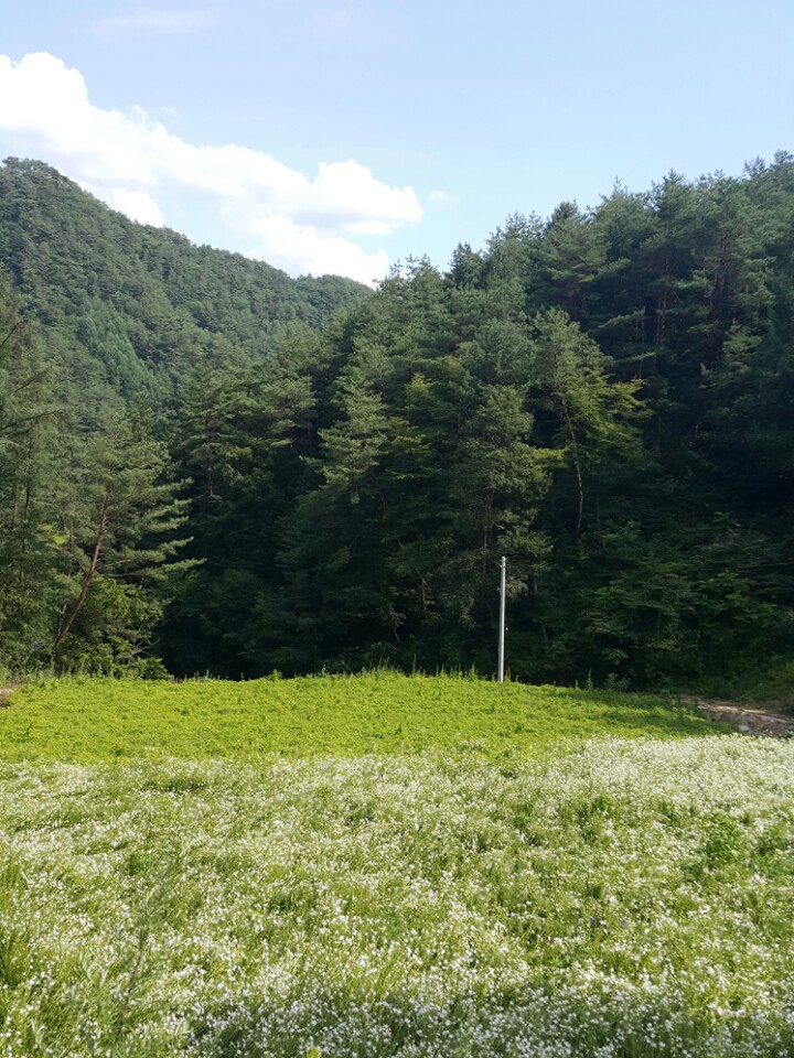 횡성더덕농장 이미지